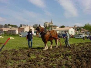 Concours labour à Vérargues 34