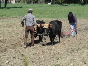 Concours labour vérargues