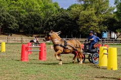 Journée du Cheval 2016