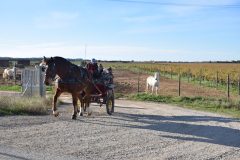 20231126 Plateau des Costières
