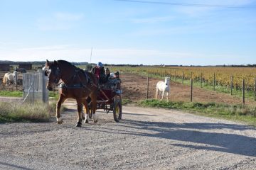 20231126-1-Randonnee-Plateau-Costieres-scaled