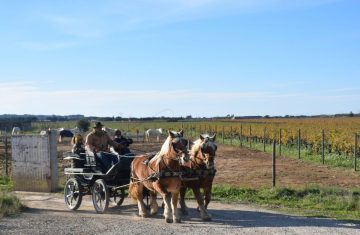 20231126-3-Randonnee-Plateau-Costieres-scaled