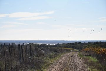 20231126-5-Randonnee-Plateau-Costieres-scaled