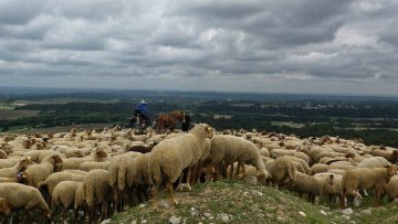 moutons_DxO