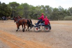 Arbousier_amateur-2_2017