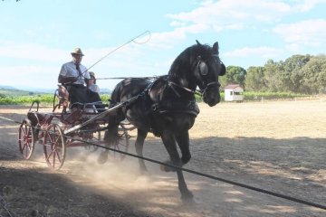 Pierre