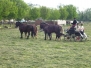 Concours Combiné Lattes 2009
