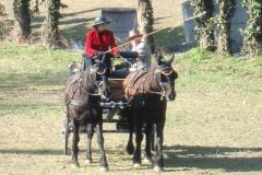 Concours complet la Roques sur Pernes 2010