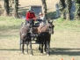 Concours complet la Roques sur Pernes 2010