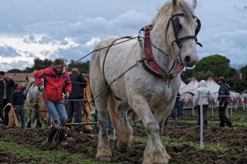 DSCF1355_1200