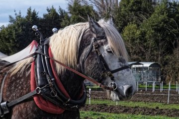 DSCF1383_1200