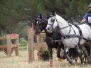 Concours Nîmes 2015