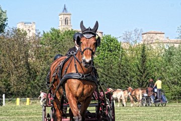 DSCF2384_1200