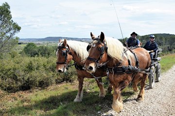DSC_1552-1200