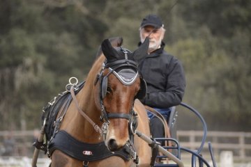 uzes_stohn_dressage.JPG