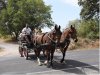 DSC_0505x1200
