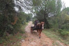 TREC en attelage 2015