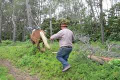 Vérargues Journée du Cheval de Trait